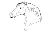 How to Draw a Horses Head