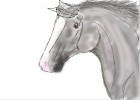 How to Draw a Horses Head 2