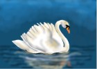How to Draw a Swan