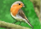 How to Draw a Robin