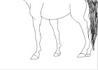 How to Draw Horse Legs