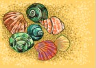 How to Draw Sea Shells