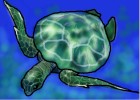How to Draw Sea Turtles