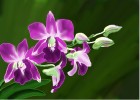 How to Draw Orchids