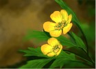 How to Draw Buttercups