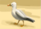 How to Draw a Seagull