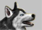 How to Draw a Husky