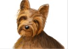 How to Draw a Yorkie