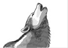 How to Draw a Howling Wolf