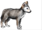 How to Draw Wolf Pup