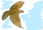 How to Draw Falcon