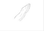 Simple Feathered Wing