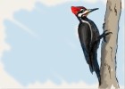 How to Draw a Woodpecker