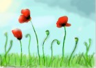 How to Draw Poppies