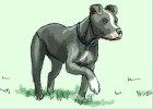 How to Draw an American Pitbull Terrier