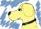 How to Draw Labrador Dog