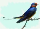 How to Draw a Swallow Bird