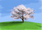 How to Draw a Cherry Tree