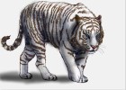 How to Draw a White Tiger