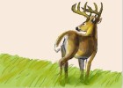 How to Draw a White Tailed Deer