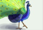 How to Draw a Peacock Bird