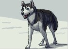 How to Draw a Siberian Husky