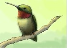 How to Draw a Ruby Throated Hummingbird