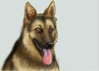 How to Draw a German Shepherd Dog