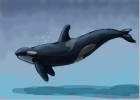 How to Draw a Killer Whale Or Orca