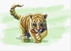 How to Draw a Baby Tiger