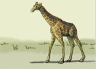 How to Draw an African Giraffe