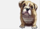 How to Draw an English Bulldog