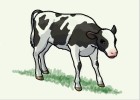 How to Draw a Baby Cow