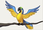 How to Draw a Macaw Parrot