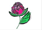 Multi Coloured Rose