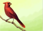 How to Draw a Cardinal Bird