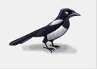 How to Draw a Magpie Bird