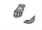 How to Draw Realistic Anime Wolf Paws