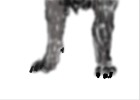 Realistic Wolf Fore Legs