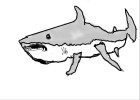 How to Draw a Great White Shark