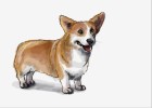 How to Draw a Corgi Dog