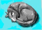 How to Draw a Siberian Husky Curled Up Sleeping