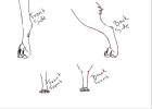 How to Draw Wolf Legs