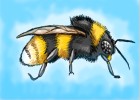 How to Draw a Bumble Bee