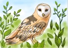 How to Draw a Barn Owl