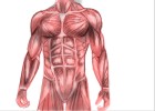 How to Draw Human Muscles