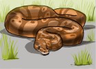 How to Draw a Python Snake