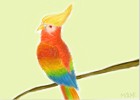 How to Draw a Tropical Colorful Bird