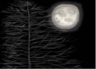 Moonlight-Tree