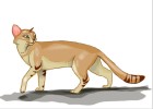 How to Draw Sandstorm from Warrior Cats